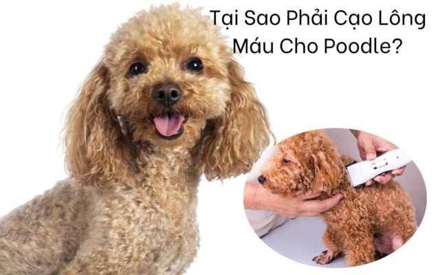 Tại Sao Phải Cạo Lông Máu Cho Poodle?