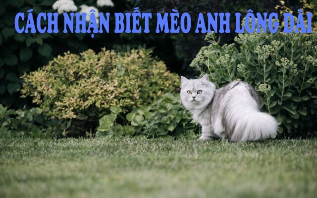 Cách Nhận Biết Mèo Anh Lông Dài