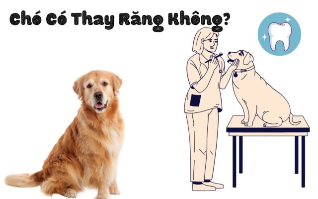 Chó Có Thay Răng Không? Tìm Hiểu Quá Trình Thay Răng Ở Chó