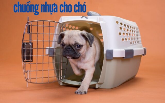 Chuồng Nhựa Cho Chó – Lựa Chọn Tiện Lợi