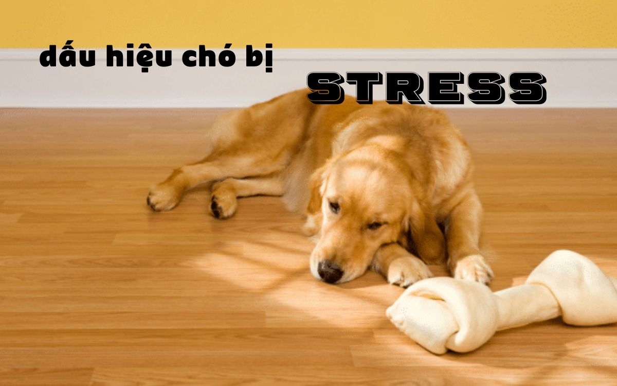 Dấu Hiệu Chó Bị Stress – Nguyên Nhân Và Cách Khắc Phục