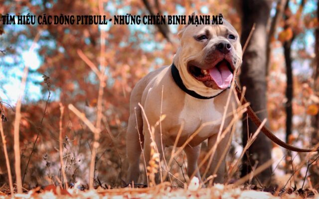 Tìm Hiểu Các Dòng Pitbull – Những Chiến Binh Mạnh Mẽ