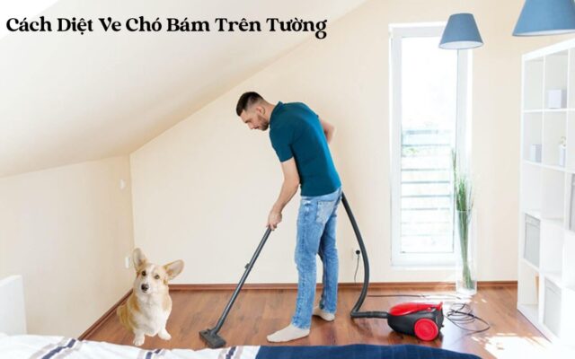 Cách Diệt Ve Chó Bám Trên Tường Hiệu Quả