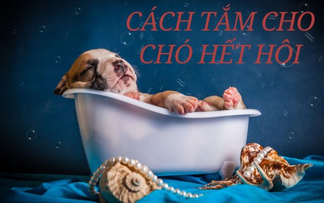 Hướng Dẫn Cách Tắm Cho Chó Hết Hôi Chi Tiết