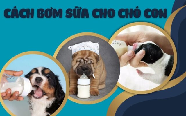 Hướng Dẫn Cách Bơm Sữa Cho Chó Con Chi Tiết